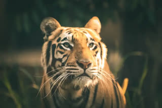 Tigers Death at Ganderu Reservoir
