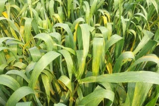 yellow rust disease in wheat