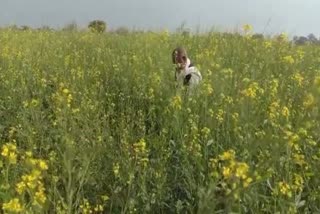 Jalebia disease on mustard crop bhiwani