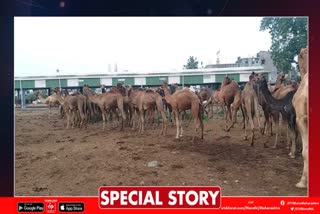 camels caught in Amravati