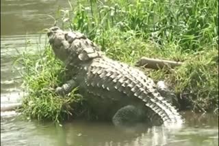 young man died by crocodile attack in dandeli