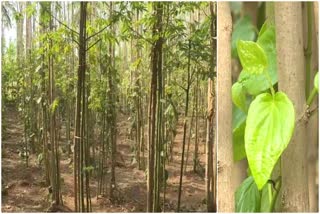 gadaga farmers getting good income by Betel cropgadaga farmers getting good income by Betel crop