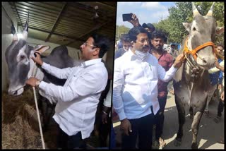 Turuvekere MLA buys hallikar breed bull