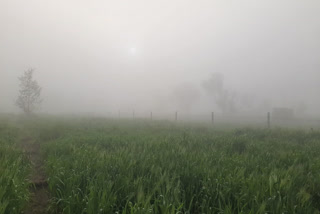 Ajmer's Bijainagar woke up with dense fog as after-effects of Western disturbance