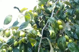 Kaithli berry farming Nuh