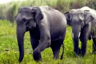 Elephant attack in Surguja