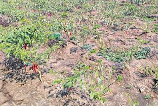 New Type Insect Attack on Chilli Crop