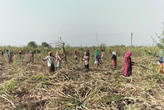 Organic Farming in Jamnagar : પીપળી ગામના ખેડૂતે ગાય આધારિત શેરડી વાવી બનાવ્યો ઓર્ગેનિક ગોળ