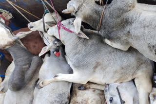 ujjain cow smuggling