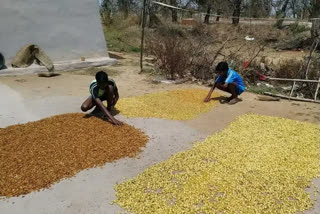 Sarguja women now get tips to make cookies from highly nutritious Mahua nuts in Chhattisgarh