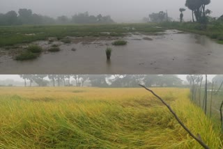 திருவாரூர் மாவட்டம் முழுவதும் விடிய விடிய பெய்து வரும் கன மழையால் விவசாயிகள் வேதனை