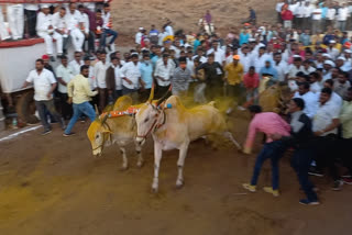 Bullock Cart Race Pune