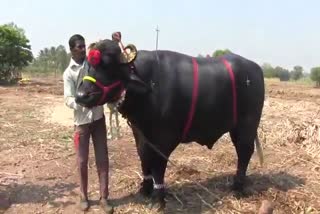 gajendra name buffalo attracting people