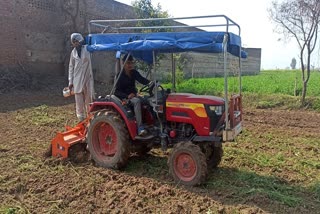 charkhi dadri mustard crop damage