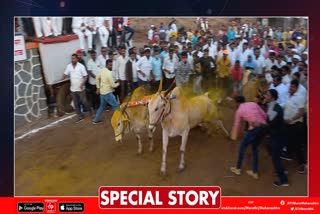 Pune Bullock Cart Race