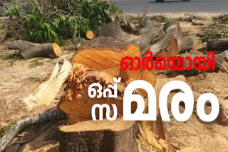 oppumaram cutting  oppumaram kasaragod  ഒപ്പുമരം ഓർമയായി  കാസര്‍കോട്ടെ ഒപ്പുമരം  കാസര്‍കോട് ദേശീയ പാത വികസനം  കാസര്‍കോട് മരംമുറി