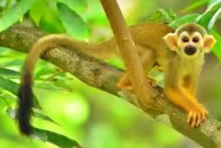 Rare male Squirrel Monkeys