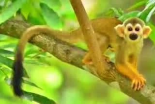 Two rare male 'Squirrel Monkeys' stolen from Chennai zoo