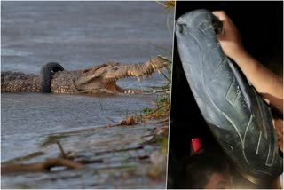 An elusive Indonesian crocodile,Tyre removed from neck of crocodile in Palu,crocodile was trapped in tyre for six years,ಶಾಪ ವಿಮೋಚನೆ ಮಾಡಿದ ಪ್ರಾಣಿಪ್ರಿಯರು,ಬೈಕ್ ಟೈರ್ ಸಿಕ್ಕಿಸಿಕೊಂಡಿದ್ದ ಮೊಸಳೆ,ಟೈರ್​ನಿಂದ ಮೊಸಳೆಗೆ ಮುಕ್ತಿ ನೀಡಿದ ಜನ,ಟೈರ್ ನೆಕ್ಲೇಸ್ ಹೊಂದಿರುವ ಮೊಸಳೆ