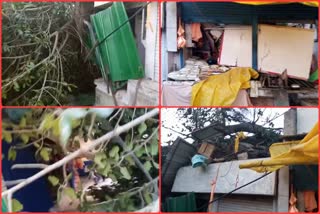 banyan tree fell in Deotsidh Temple