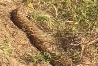 Python in Yamunanagar