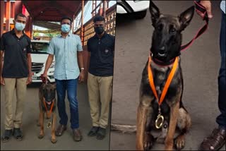 new dog arjun in Ernakulam Rural Police dog squad  Ernakulam Rural Police dog squad  Ernakulam todays news  എറണാകുളം ഇന്നത്തെ വാര്‍ത്ത  എറണാകുളം റൂറൽ പൊലീസ്  എറണാകുളം റൂറൽ പൊലീസിലേക്ക് അര്‍ജുന്‍ നായ  എറണാകുളം റൂറൽ പൊലീസിന്‍റെ കെ - 9 സ്ക്വാഡ്