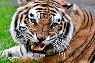 Tiger Attack on Bike rider in Sawai Madhopur