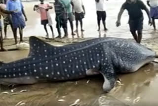 Giant Shark Fish found in santabommali at srikakulam