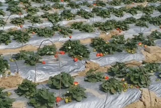 hydroponic farming in India