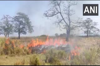 Kaziranga National Park carries out controlled burning of forest  kaziranga park management  prevention of illegal poaching in Kziranga National Park  കാസിരംഗ നാഷണല്‍ പാര്‍ക്കിലെ തീവെപ്പ്  കാസിരംഗ പാര്‍ക്ക് സംരക്ഷണം  കാസിരംഗ പാര്‍ക്കിലെ അനധികൃത വേട്ട തടയുന്നതിനുള്ള മുന്‍കരുതലുകള്‍