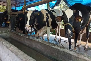 diary farmers problems in Kozhikode  infectious diseases affecting cows in kozhikode  കോഴിക്കോട് ജില്ലയിലെ ക്ഷീര കര്‍ഷകരുടെ പ്രതിസന്ധികള്‍  കോഴിക്കോട് ജില്ലയില്‍ കന്നുകാലി രോഗങ്ങള്‍