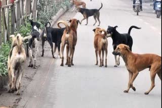 Dog terror in raipur