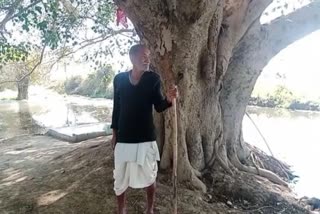 Bhind Tree Man