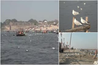 Siberian birds in Up Prayagraj