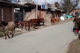 Stray Horses a Nuisance for Tral Residents: ترال،  آوارہ گھوڑے لوگوں کے لیے درد سر