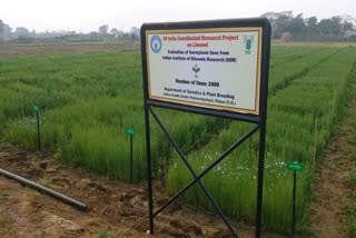 Scientists of Raipur doing linseed project research