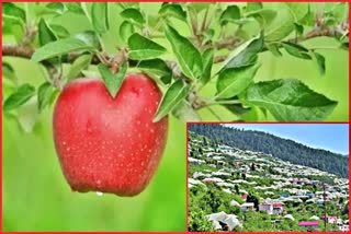 Apple production in Himachal