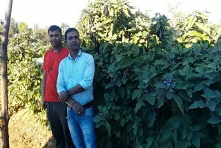 brinjal farming by Israeli method