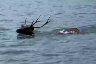 Sambar swimming