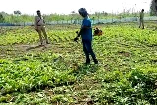 Illegal Poppy Cultivation in Durgapur