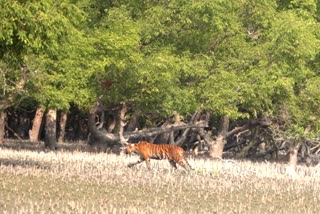 Tiger Attack on Sunderbans