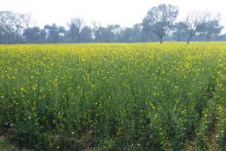 Dumka farmers are happy that their mustard will get good price in market