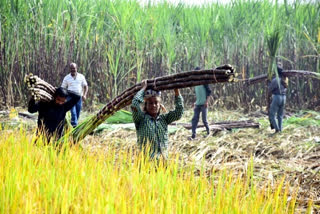 Sugarcane farmers to decide fate of candidates in 55 seats on Monday