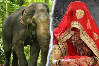 Panic of elephants in Pratappur