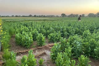 Opium Cultivation in Jodhpur