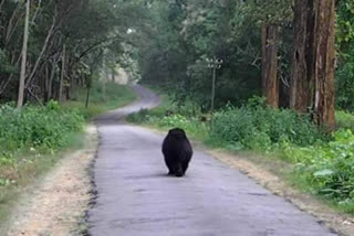 bear spotted in malampuzha  മലമ്പുഴ കരടി  എലിച്ചിരം മല കരടി  ഫാം കരടി സാന്നിധ്യം