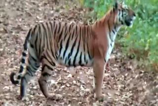 Tiger found in K Gudi safari at Biligirirangana hills