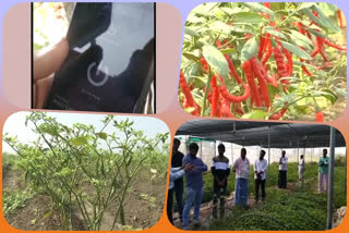 App for Mirchi Drip Irrigation: 'మిర్చి మిత్ర'తో.. సాగులో లాభాల యాత్ర