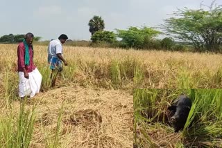 அறுவடைக்கு தயாராக இருந்த நெற்பயிர்கள் சேதம், விவசாய நிலங்களில் நெற்பயிர்கள் சேதம் பன்றிகளால் விவசாயிகள் கவலை, Mayiladuthurai Farmers worried about damage to pigs on farmland