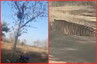 पेड़ पर चढ़कर युवकों ने टाइगर से बचाई अपनी जान